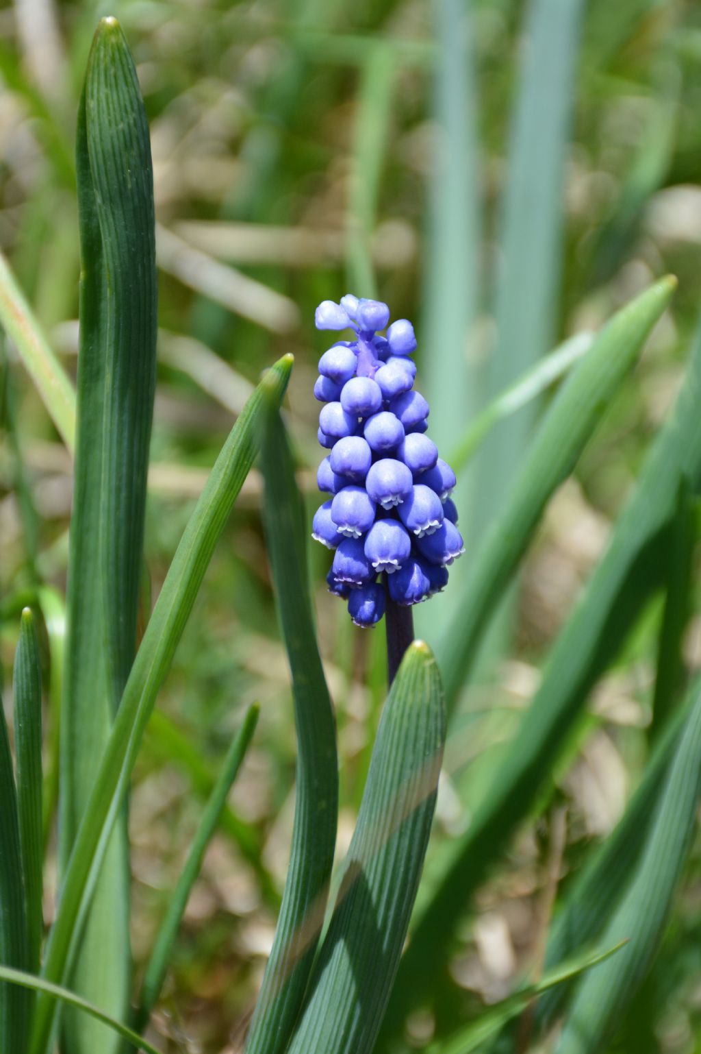 Muscari botryoides / Muscari azzurro